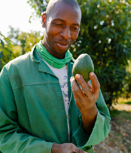 GEM® Avocado Growing a GEM®