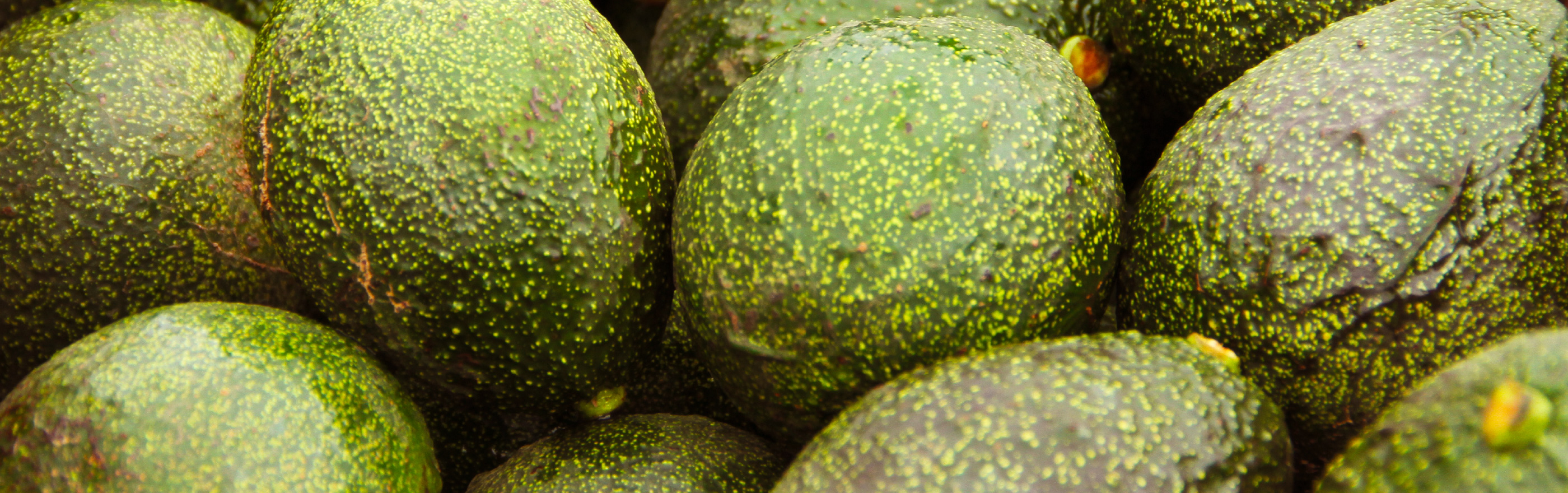 Frequently Asked Questions Gem® Avocado